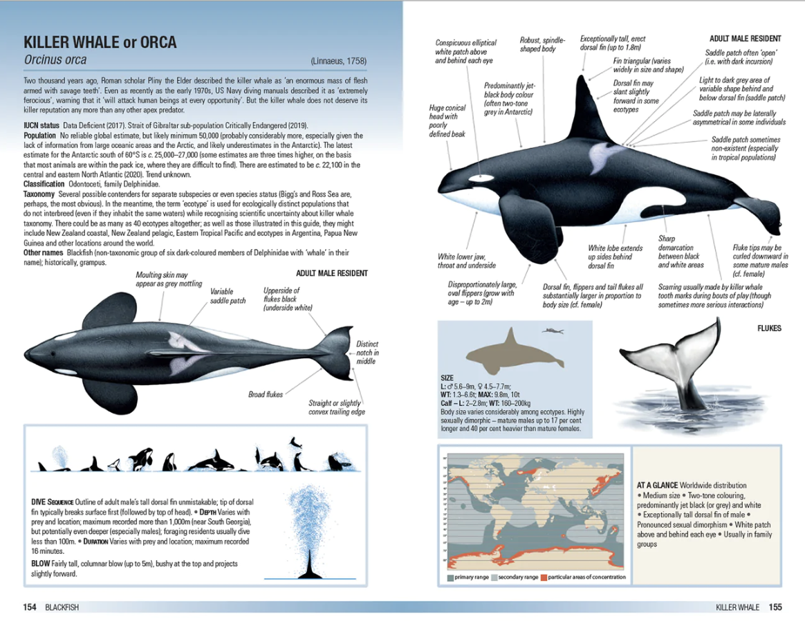 Field Guide to Whales, Dolphins and Porpoises